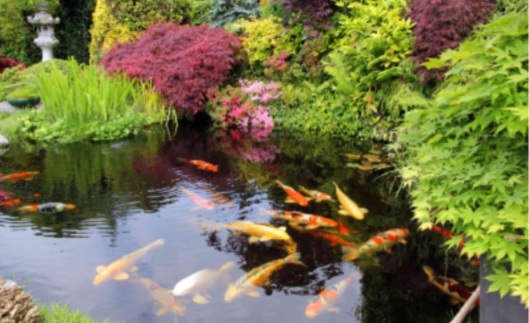 What Are the Top Mistakes to Avoid When Building a Koi Pond?